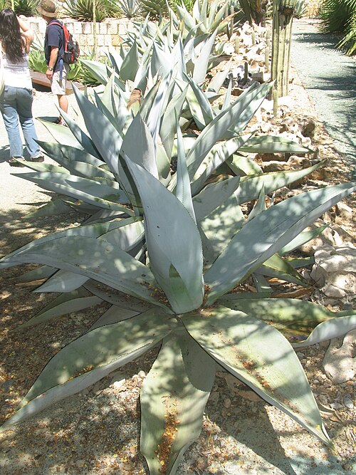Agave en el Jardín Etnobotánico de Oaxaca